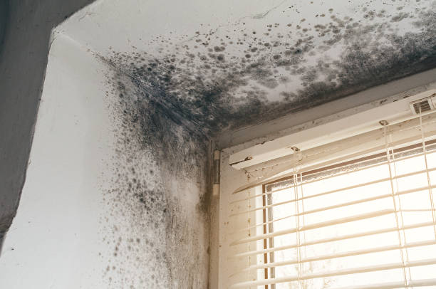 Trusted Black Mold Removal service in Freeburg, PA - Cheap Mold Removal